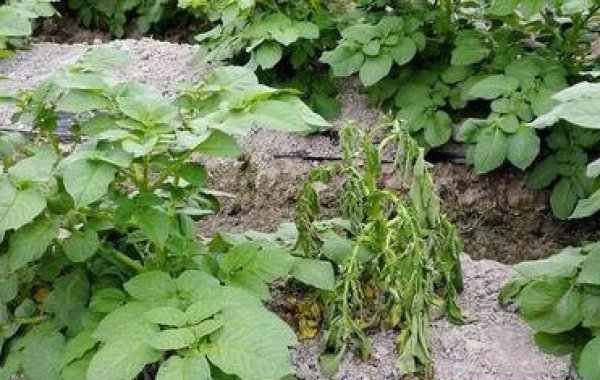 馬鈴薯種子培育基地如何預(yù)防治療馬鈴薯青枯病